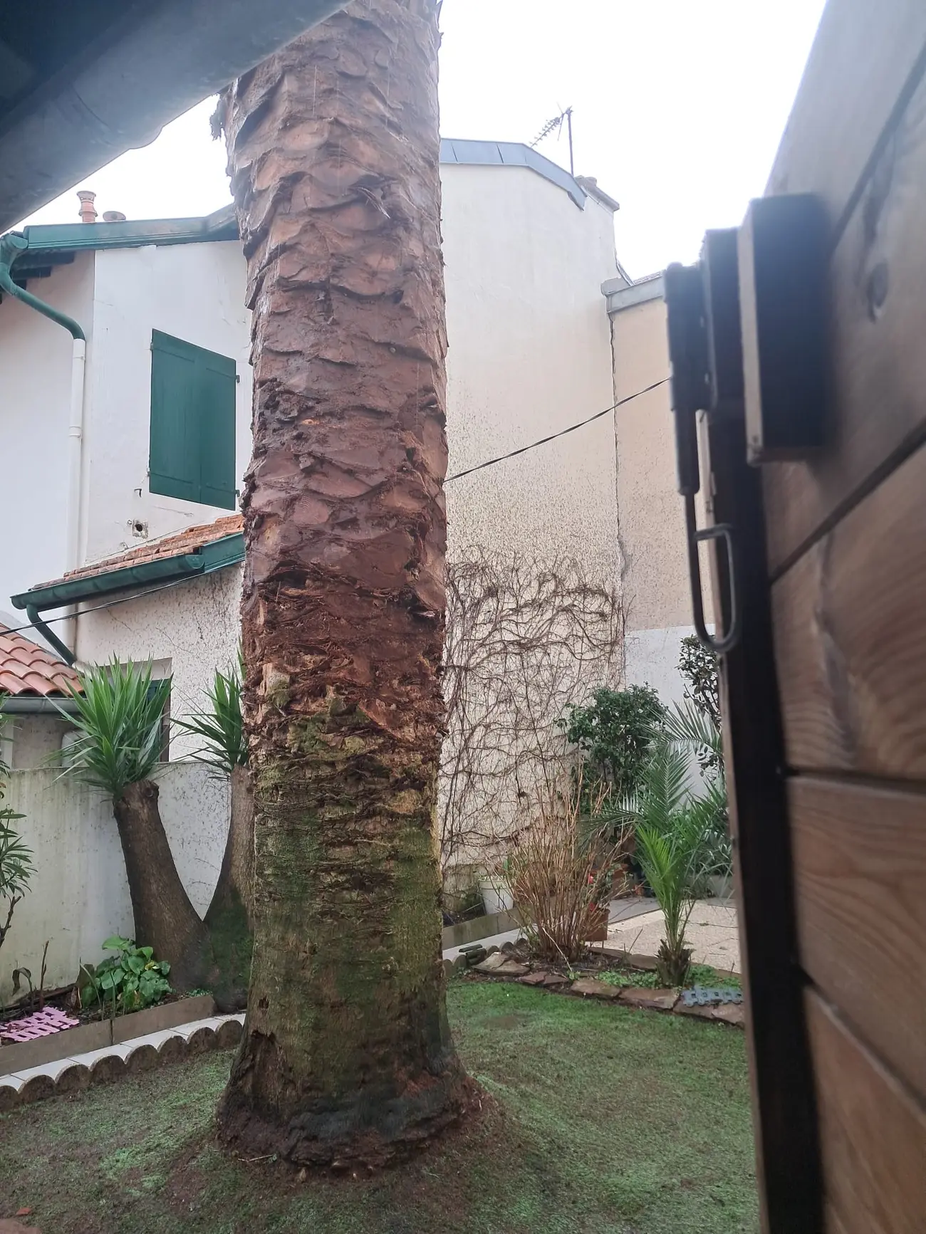 Pied du stipe au milieu d'une pelouse de jardin clos, entre une maison à volets verts et un mur mitoyen, yuccas et jeunes palmiers alentour