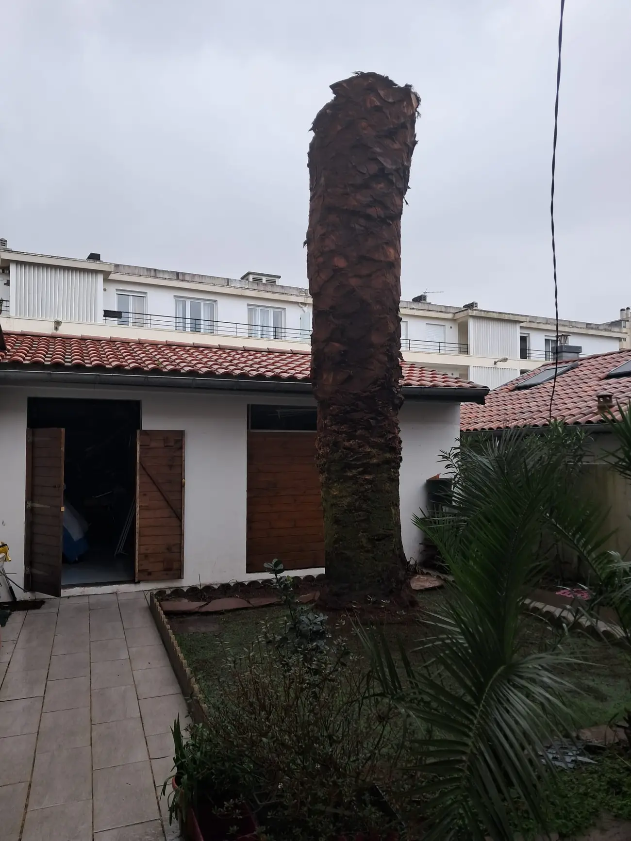 Stipe d'un palmier des Canaries de plus de quinze mètres dressé dans un jardin de ville à Anglet, couronne déjà déposée, façades et toitures à moins de deux mètres