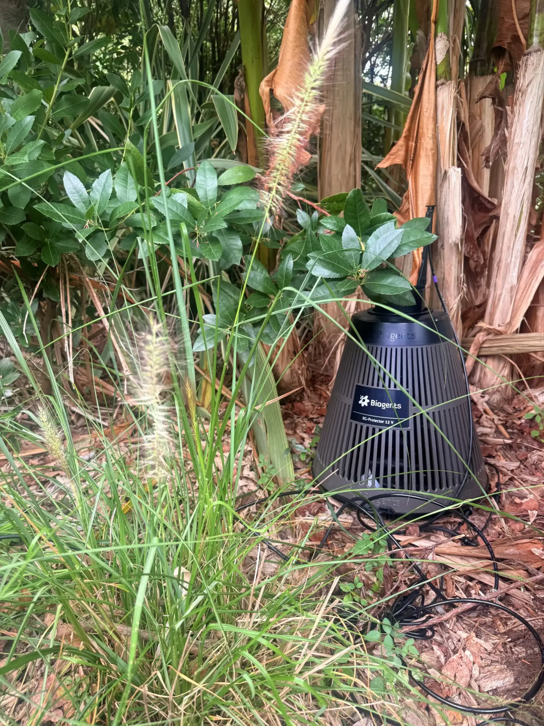 Piège à moustiques Biogents BG-Protector installé au pied d'un massif de graminées et de bambous, dans un jardin de Bayonne