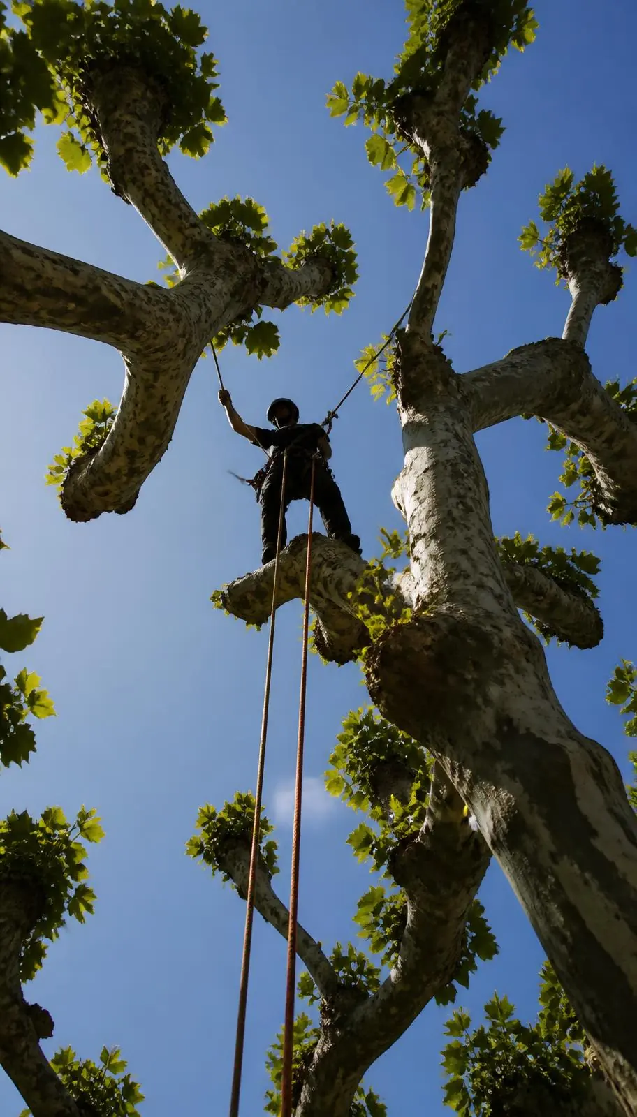Élagueur encordé vu en contre-plongée dans un platane taillé en têtard, ciel dégagé