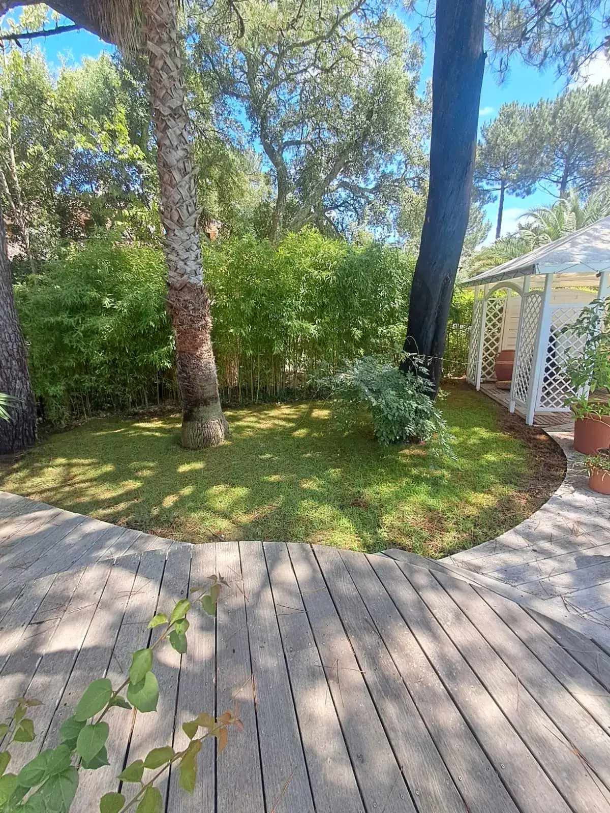 Coin d'ombre du jardin : terrasse en bois grisé, gazon sous pins maritimes et palmier, haie de bambous et kiosque blanc en treillis