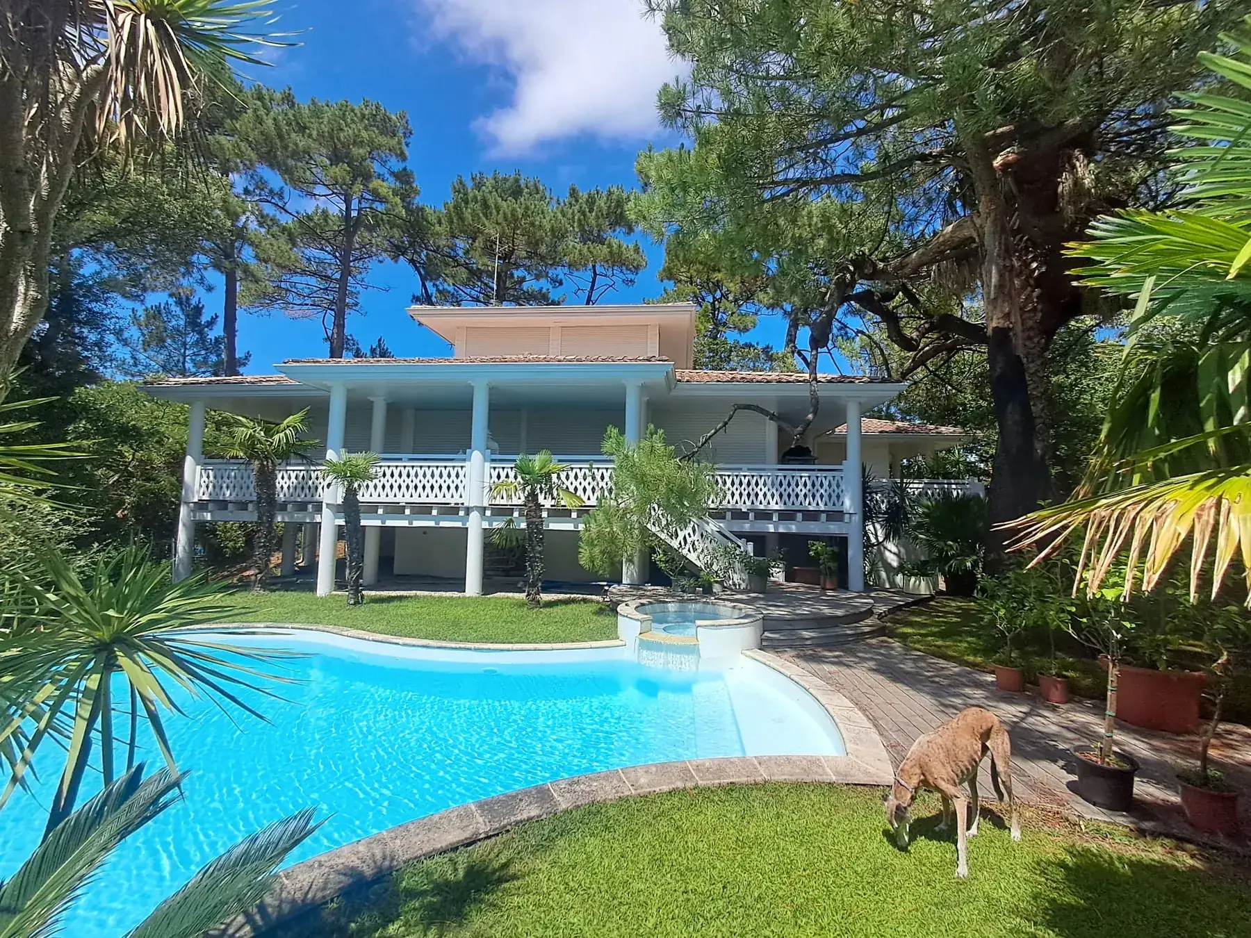Villa balnéaire blanche sur pilotis sous une pinède à Biarritz, piscine de forme libre et spa attenant, palmiers et cordylines en bordure de pelouse